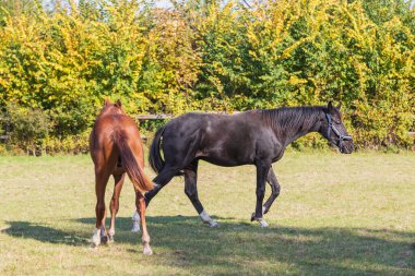 Kahverengi ve siyah bir at yeşil bir tarlada otluyor..