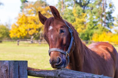 Kahverengi bir at ahşap bir çiti kemiriyor.