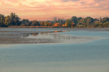 Kurumuş gölet. Gölette çok az su var. Su kuşları yüzeyde oturuyor..