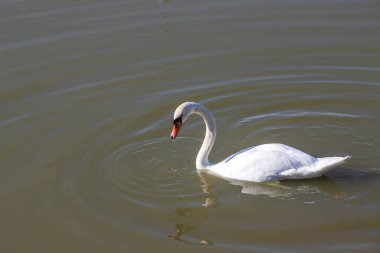 Kuğu suda yüzer. Gagasından su damlıyor..