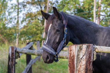 Siyah bir atın portresi. Atın beyaz kel noktası var. Arka plan yeşil..