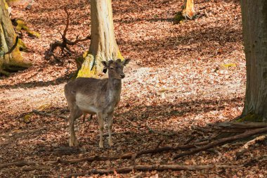 Avrupai geyik - Dama dama yaprak döken bir ormanda otluyor. Vahşi fotoğraf.