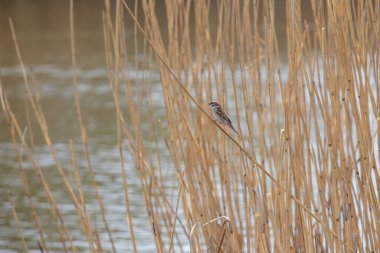Küçük serçe gölün kenarında bir sazlıkta oturuyor..