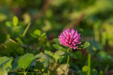 Trifolium pratense - Köklü Kırmızı Çayır Yoncusu. Arka plan yeşil..