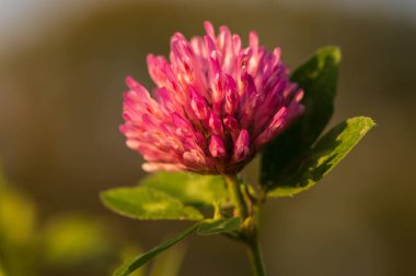 Trifolium pratense - Köklü Kırmızı Çayır Yoncusu. Arka plan yeşil..