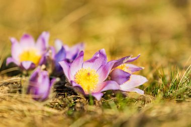 Spring flowers Pulsatilla Grandis on a meadow. Purple flowers on a meadow with a beautiful bokeh and setting the sun in backlight. clipart