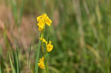 Sarı iris otların içinde vahşi doğada büyüyor..