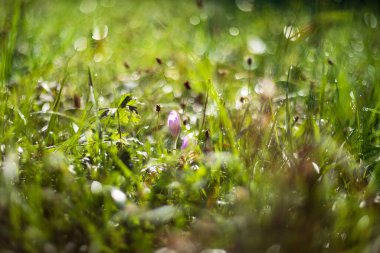 Ocun - Colchicum - yeşil çimenlikteki çayırda renkli bir çiçek. Arka planda bir orman var. Fotoğrafta eski bir merceğin yarattığı güzel bir resim var..