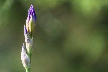 Güzel renkli bir çiçek. Pop Iris - Yeşil arkaplanda süsen çiçekleri