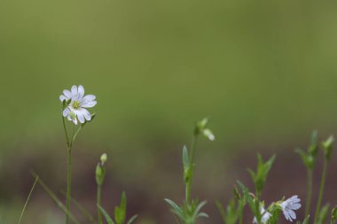 Çayırlarda açan güzel renkli bahar çiçekleri.