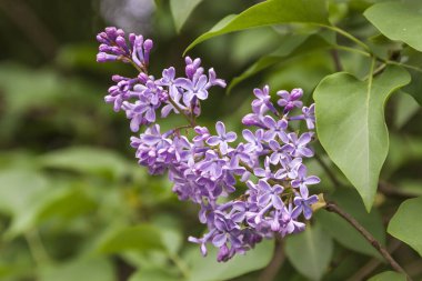 Çayırlarda açan güzel renkli bahar çiçekleri.
