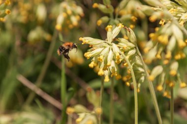Bahar çiçeği. Çayırda sarı çuha çiçekleri