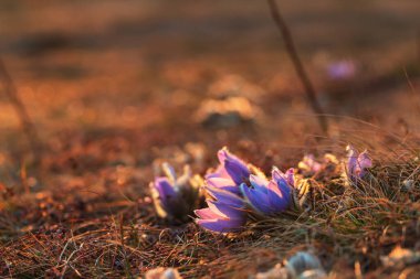 Bahar çiçekleri Pulsatilla Grandis bir çayırda. Çayırdaki mor çiçekler, güzel bir bokeh ile ve güneşi arka planda bırakıyor.