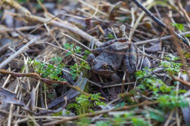 Güzel kurbağa ortak kurbağa Rana arvalis bir yaprağın üzerinde oturuyor. Kurbağanın ayırt edici gözleri vardır..