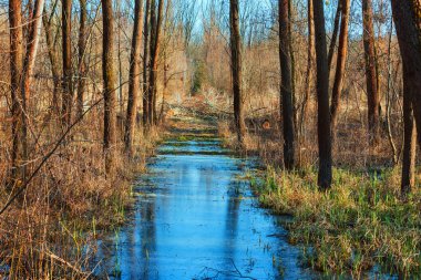 Su baskını ormanı. Ağaçların arasında dökülen su var. Arka planda mavi gökyüzü var.