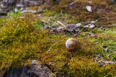 Yeşil yosunlarla kaplı ağaçta küçük bir salyangoz kabuğu..