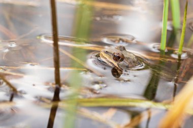 Doğal ortamında, göletin yüzeyindeki bir kurbağa. Genel Kurbağa - Rana arvalis renkli kahverengi. Kurbağanın etrafında sazlıklar var. Görüntü suya yansıyor. Yan görünüm.