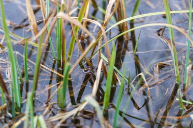Doğal ortamında, göletin yüzeyindeki bir kurbağa. Genel Kurbağa - Rana arvalis renkli kahverengi. Kurbağanın etrafında sazlıklar var. Görüntü suya yansıyor. Yan görünüm.