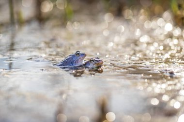 Bir bataklığın yüzeyindeki mavi kurbağa. Mavi kuyruklu kurbağa - çiftleşme zamanında rana arvalis göletin yüzeyinde oturur. Görüntüsü suya yansıyor. Arka planda güzel bir bokeh var..