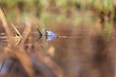 Bir bataklığın yüzeyindeki mavi kurbağa. Mavi kuyruklu kurbağa - çiftleşme zamanında rana arvalis göletin yüzeyinde oturur. Görüntüsü suya yansıyor. Arka planda güzel bir bokeh var..