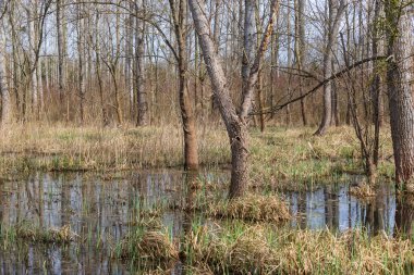 Su baskını ormanı ve göleti. Sel basmış ağaçlar ve çalılar.