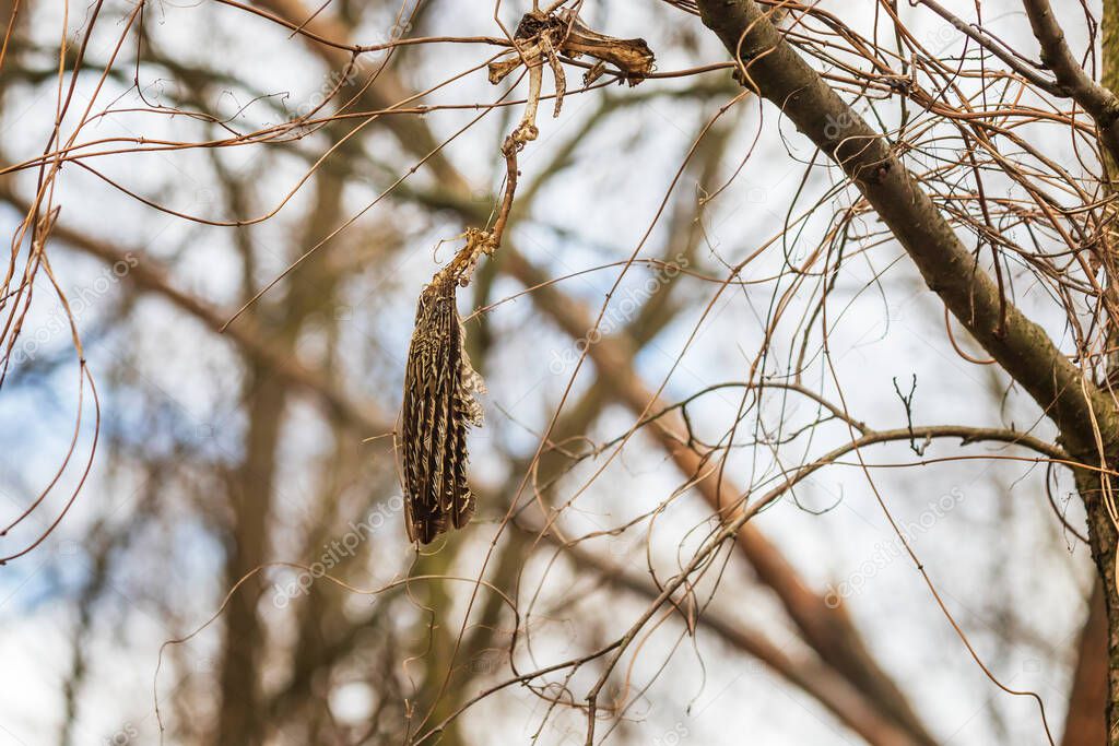 Feathers and bone of a dead bird hanging in the woods on a tree branch.