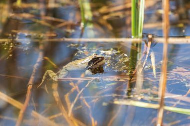 Doğal ortamında büyük yeşil bir kurbağa. Suda amfibi. Güzel kurbağa..