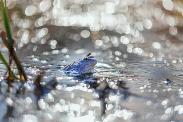 Blue Frog - Rana arvalis in the water at the time of mating. Wild photo from nature. The photo has a nice bokeh.