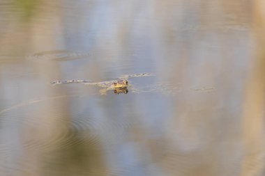 Yeşil kurbağa göletin yüzeyindedir. Kurbağa suyun üzerine yayılmış. Ön Görünüm.