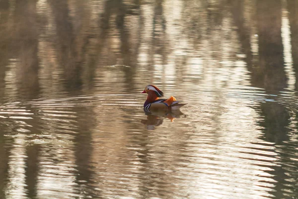 Colorful Mandarin Duck Swims Surface Pond — Stock Photo, Image