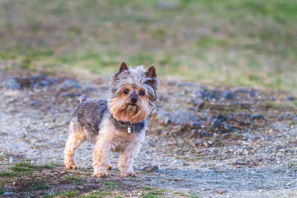 Retrato Cão Pequeno Yorkshire Terrier Praia Ele Tem Selo Pingente — Fotografia de Stock