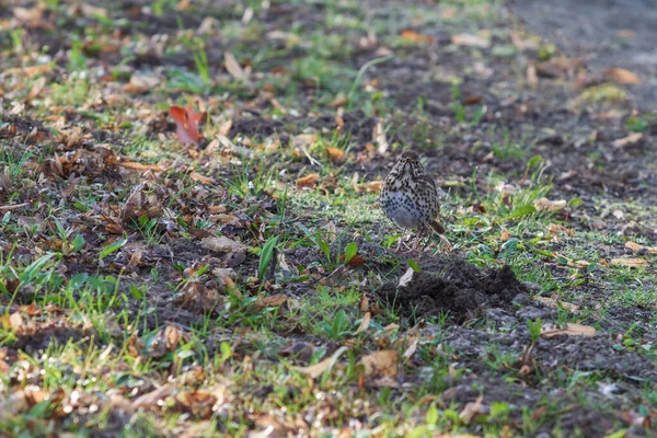 검은가슴물떼새 초원에 암컷은 얼룩무늬가 — 스톡 사진