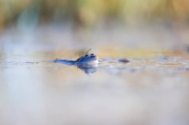 Mavi kurbağa - Çiftleşme zamanında suda Rana arvalis. Doğadan vahşi bir fotoğraf. Fotoğrafta güzel bir bokeh var. Bir kurbağa görüntüsü suya yansıyor..
