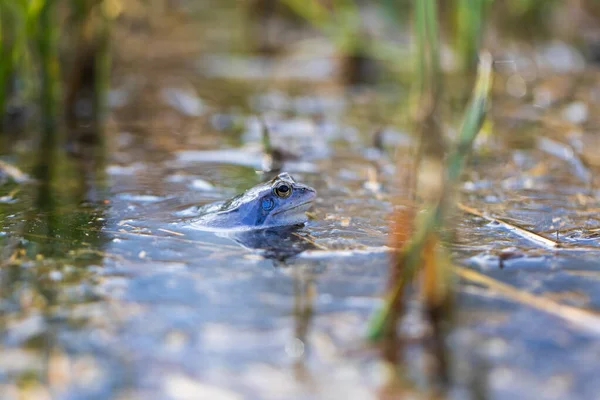 蓝色青蛙 交配时在水里的蓝藻 大自然的野生照片 这张照片有一个很好的防伪标志 青蛙的形象反映在水中 — 图库照片