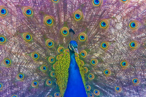 Портрет Павлина Вытянутым Хвостом Красочная Птица Имеет Красивые Цветные Глаза — стоковое фото