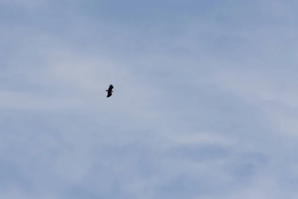 Bird Prey Sea Eagle Flies High Blue Sky Eagle Has — Stock Photo, Image