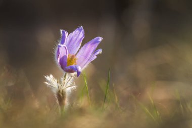 Çayır çiçeğinin rengarenk çiçeği Büyük çiçekli Passerine Pulsatilla grandis