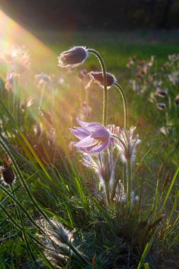 Çayır çiçeğinin rengarenk çiçeği Büyük çiçekli Passerine Pulsatilla grandis. Fotoğrafta çok güzel bir bokeh var..