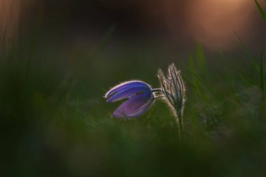 Çayır çiçeğinin rengarenk çiçeği Büyük çiçekli Passerine Pulsatilla grandis. Fotoğrafta çok güzel bir bokeh var..