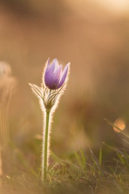 Spring colorful flower in the meadow Large-flowered Passerine - Pulsatilla grandis. The photo has a beautiful bokeh. clipart
