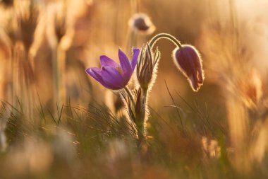 Çayır çiçeğinin rengarenk çiçeği Büyük çiçekli Passerine Pulsatilla grandis. Fotoğrafta çok güzel bir bokeh var..