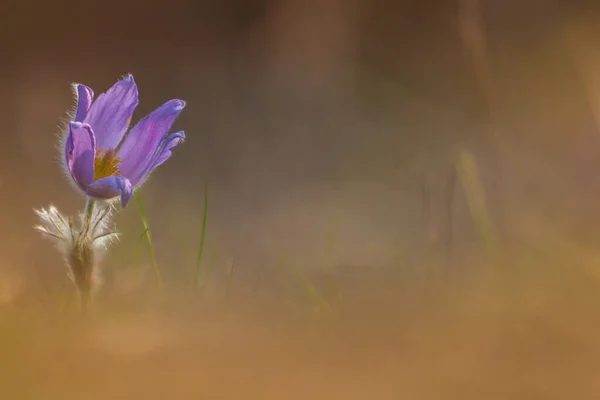 Çayır çiçeğinin rengarenk çiçeği Büyük çiçekli Passerine Pulsatilla grandis