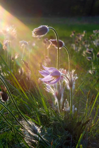 Çayır çiçeğinin rengarenk çiçeği Büyük çiçekli Passerine Pulsatilla grandis. Fotoğrafta çok güzel bir bokeh var..