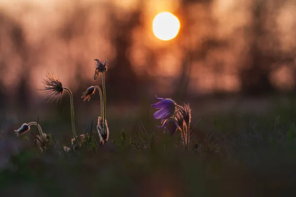 Frühling Bunte Blume Auf Der Wiese Großblumige Passantin Pulsatilla Grandis — Stockfoto