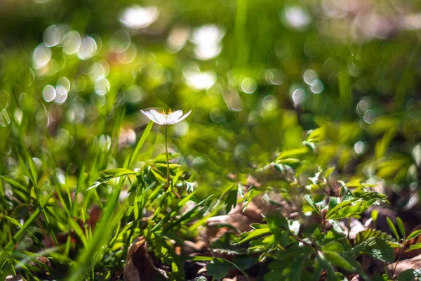 Belles Fleurs Blanches Sur Champ Vert Arrière Plan Trouve Joli — Photo