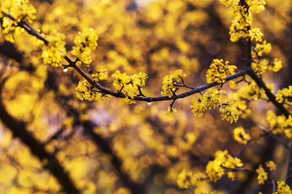 Цветы Желтого Цвета Грамме Франжипани — стоковое фото