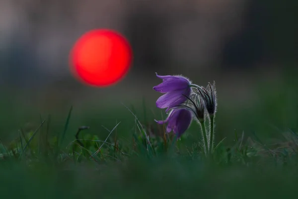 Çayır çiçeğinin rengarenk çiçeği Büyük çiçekli Passerine Pulsatilla grandis. Akşam fotoğrafı, gökyüzü güneş batıyor..