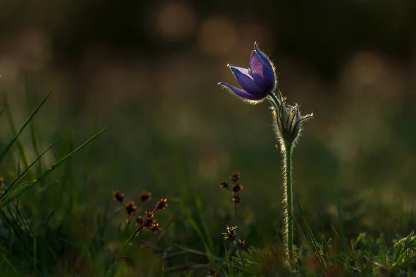 Fleur Colorée Printanière Dans Prairie Passerine Grandes Fleurs Pulsatilla Grandis — Photo