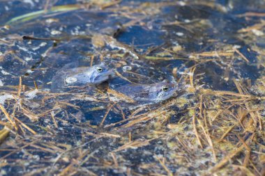 Mavi kurbağa - Çiftleşme zamanında suda Rana arvalis. Doğadan vahşi bir fotoğraf. Fotoğrafta güzel bir bokeh var. Bir kurbağa görüntüsü suya yansıyor..