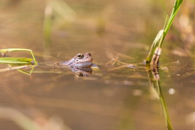 Mavi kurbağa - Çiftleşme zamanında suda Rana arvalis. Doğadan vahşi bir fotoğraf. Fotoğrafta güzel bir bokeh var. Bir kurbağa görüntüsü suya yansıyor..